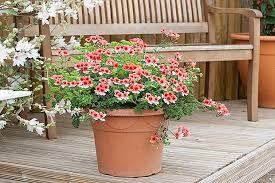 Image result for foto muškáty