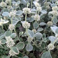 Image result for Lythrum rotundifolium