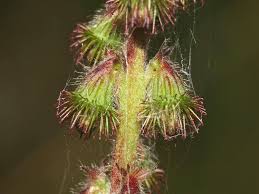 Image result for Rosaceae