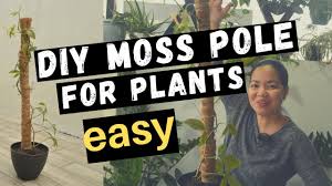 Check spelling or type a new query. 12 07 Mb Diy Moss Pole For Your Plants Download Lagu Mp3 Gratis Mp3 Dragon