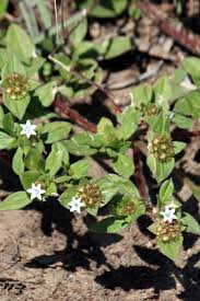 Image result for Richardia scabra