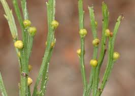 Image result for Psilotum nudum