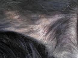 Alopecia can be because of a condition that causes fur to fall out or (more commonly) because of a problem that causes your cat to over. Underbelly Leg With Red Spots My Dog Developed Itching And Hair Loss In Mid July During A Very Hot Humid Spell Her Itching Was In Dog Itching Dogs Dog Teeth