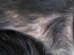 Seeing a dog lose his or her hair can be disconcerting to witness. Pin On Dog Itching