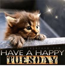Lovethispic offers psalm 19:14 happy tuesday pictures, photos & images, to be used on facebook, tumblr, pinterest, twitter and other websites. Tuesday Cat Memes