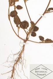 Image result for Malvastrum coromandelianum