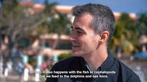 Reproducción Mamíferos Marinos