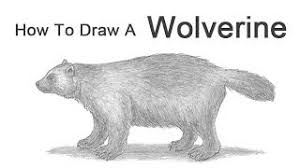 Maybe you would like to learn more about one of these? How To Draw A Wolverine Youtube