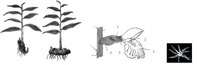 Image result for Renealmia africana