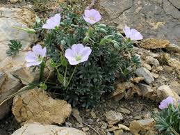 Image result for Geranium mlanjense