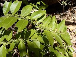Image result for Opilia amentacea