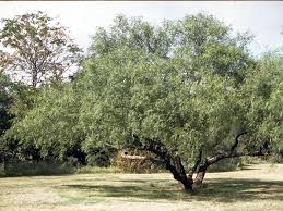 Image result for Prosopis glandulosa