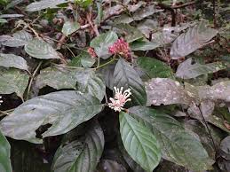 Image result for Chassalia umbraticola