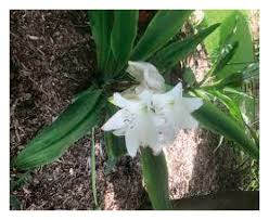 Image result for Rauvolfia vomitoria