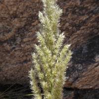 Image result for Enneapogon cenchroides