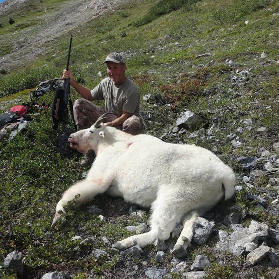 Mountain Goat - Golden Bear Outfitting | Elite Hunting in British Columbia