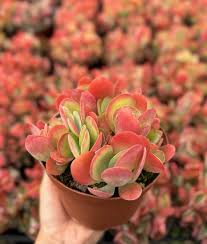 Image result for Kalanchoe latisepala