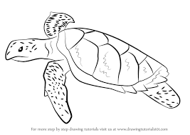 Check spelling or type a new query. Learn How To Draw A Hawksbill Turtle Turtles And Tortoises Step By Step Drawing Tutorials