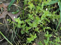 Image result for Linderniaceae