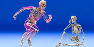 Medicina nucleare nella pratica scheda completa. Il Sistema Scheletrico Una Risorsa Perfetta Best5 It