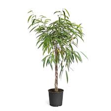 Image result for Ficus barteri