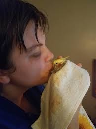 Sonny Bird The Cockatiel