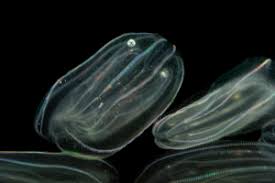 Image result for Ctenium newtonii