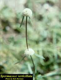 Image result for Spermacoce