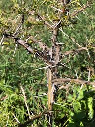 Image result for Acacia kirkii