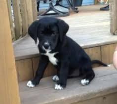 Black And White Labrador Retriever Puppies Laela Is An Adoptable Labrador Retriever Dog In St Charles Il Laela Is Black With A White Spot On Her Nose Labrador Retriever Dog Retriever Dog Dog Lovers