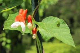 Image result for Phaseolus coccineus