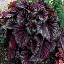 Image result for Begonia rex