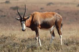 A Field Guide To The Buck Of South Africa