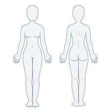 A free body diagram consists of a diagrammatic representation of a single body or a subsystem of bodies isolated from its surroundings showing all the forces acting on it in physics and engineering. Female Body Outline Photos Royalty Free Images Graphics Vectors Videos Adobe Stock