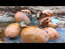 阿文赶海闯进 金蛋窝 随便一个都比拳头大 这场面令人沸腾 youtube condimentos especias