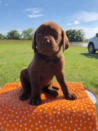 Silver lab puppies in texas. English Labs For Sale In Texas Off 50 Www Usushimd Com
