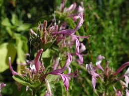 Image result for Hypoestes forskaolii