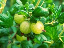 Fruitier En Pot Agrumes Et Plantes Exotiques A La Maison Arbre Fruitier Fruitier Arbres En Pots