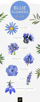 Blue and white flowers names. 30 Types Of Blue Flowers Ftd Com