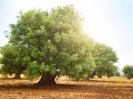 Maybe you would like to learn more about one of these? Everything You Need To Know About Arbequina Olive Trees This Old House