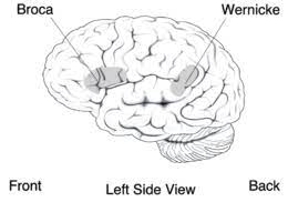 L'afasia (dal greco ἀφασία voce, affermazione) è la perdita della capacità di comporre o comprendere il linguaggio, dovuta a lesioni alle aree del cervello deputate alla sua elaborazione. Afasie Wikipedia