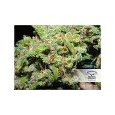 Jul 19, 2021 · an apple card account with enough available credit to cover the cost of your new device. Buy Orange Bud Feminised Seeds Dutch Passion Uk