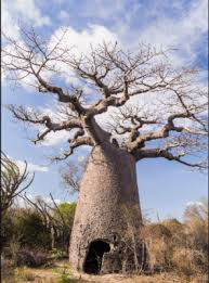 Image result for Isoberlinia doka