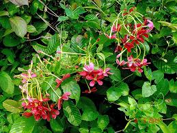 Image result for Combretum indicum