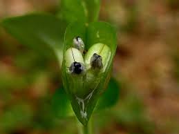 Image result for Commelinaceae