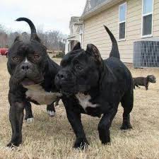 Black American Bully Dog American Bullies Bully Dogs Bully Dog Breeds Love Animals Pitbulls Bully Breeds Dogs Bully Dog Dogs