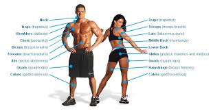 Back Muscles Names Basic Muscle Anatomy Chart