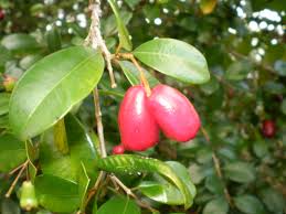Maybe you would like to learn more about one of these? Syzygium Australe Wikipedia
