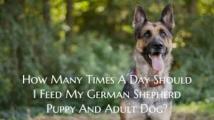 Check spelling or type a new query. How Many Times A Day Should I Feed My German Shepherd Puppy And Adult Dog All About German Shepherd