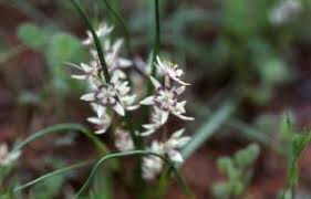 Image result for Wurmbea angustifolia